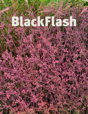 BlackFlash 37.2